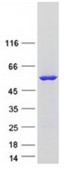 SDS-PAGE (FMO3-1633H).jpg